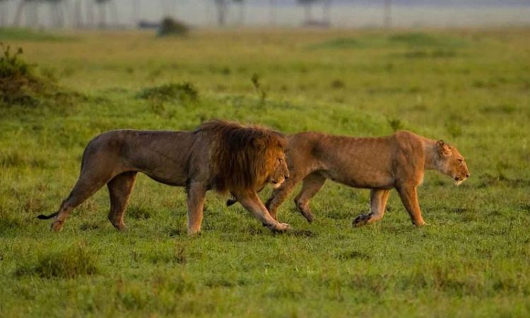 15 Best things you can do 8 days Kenya wildlife safari holiday Cover Image